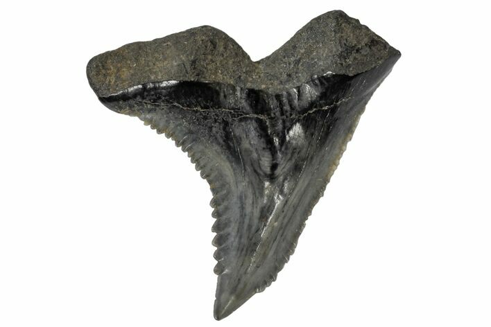 Serrated, Fossil Shark (Hemipristis) Tooth #170427